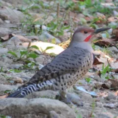 Northern Flicker thumbnail 2