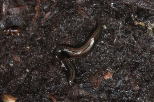 Parakontikia ventrolineata