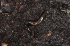 Parakontikia ventrolineata thumbnail 1