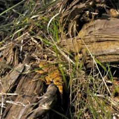 Pygmy Short-horned Lizard thumbnail 3