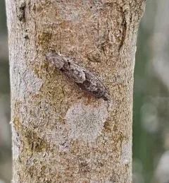Bare-patched Leafroller Moth thumbnail 4