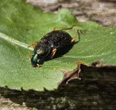 Tricolored Harp Ground Beetle thumbnail 3