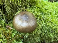 Pluteus brunneidiscus thumbnail 2