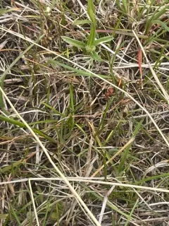 Northern Red Wood Ant thumbnail 3