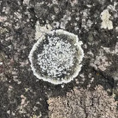 Zoned Dust Lichen thumbnail 4
