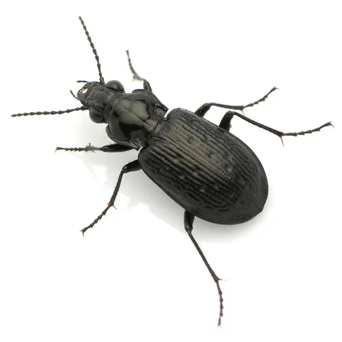 Blethisa oregonensis