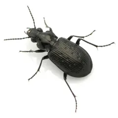 Blethisa oregonensis thumbnail 1
