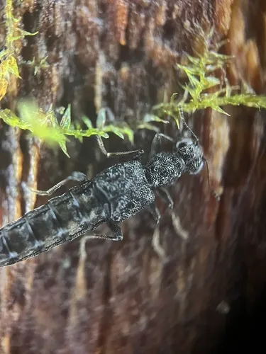 Stenus sculptilis