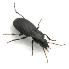 Pterostichus algidus thumbnail 2