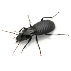 Pterostichus crenicollis thumbnail 1