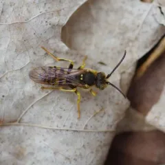 Black-and-yellow Nomad Bee thumbnail 4