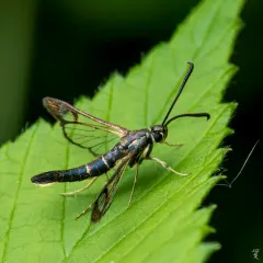 Dogwood Borer Moth thumbnail 4