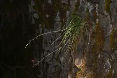 Calamagrostis howellii thumbnail 4