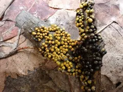 Badhamia nitens thumbnail 3