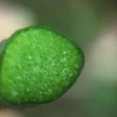 spatterdock thumbnail 1