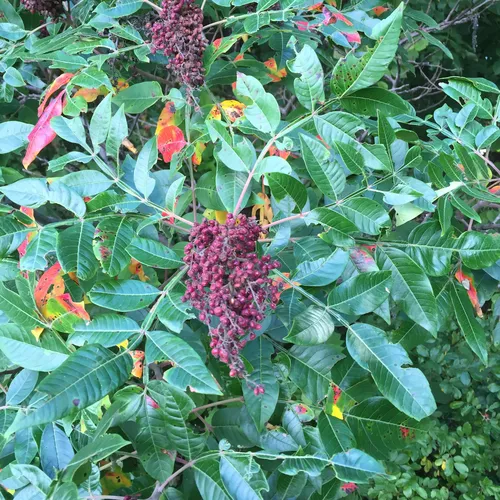 shining sumac