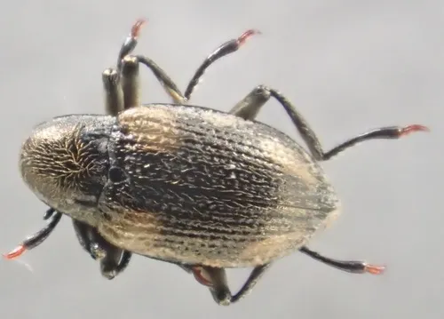 Heterlimnius tardellus