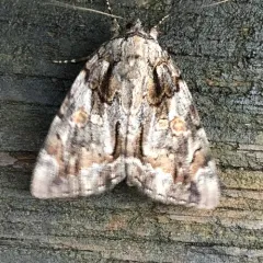Bride Underwing thumbnail 4