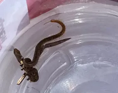 White-Striped Centipede thumbnail 3
