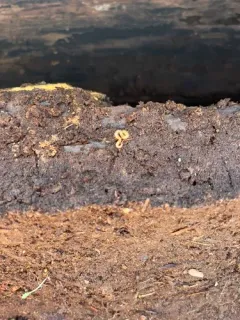 Boreal Yellow-headed Soil Centipede thumbnail 1
