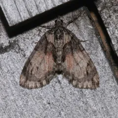Shattered Hydriomena Moth thumbnail 2