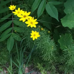 Whorled Coreopsis thumbnail 1
