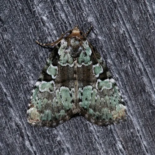 Marbled-green Leuconycta Moth
