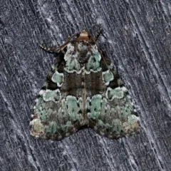 Marbled-green Leuconycta Moth thumbnail 1