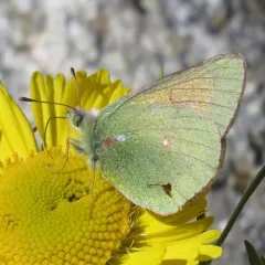 Mead's Sulphur thumbnail 1