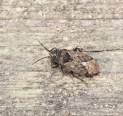 Peritrechus convivus thumbnail 3