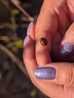 LeConte's Giant Lady Beetle thumbnail 3