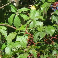 Virginia creeper thumbnail 2