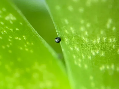 Flyspeck Scale