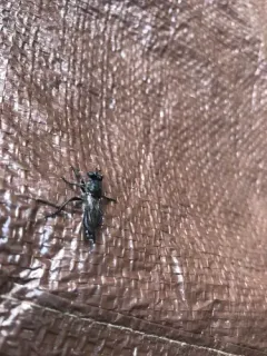 Orange-patched Laphria thumbnail 3