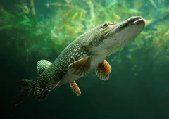Northern Pike thumbnail 1