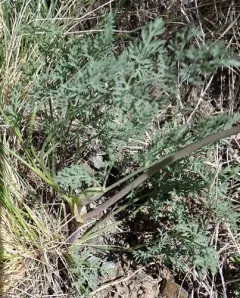 Donnell's Biscuitroot thumbnail 4