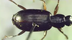 Agonum thoreyi thumbnail 2