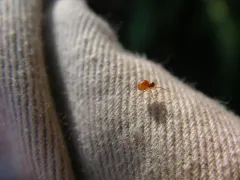 Ceraticelus fissiceps thumbnail 3