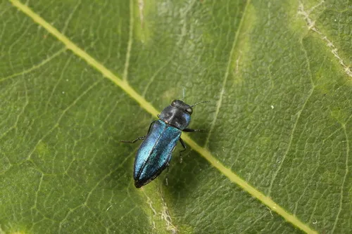 Anthaxia cyanella