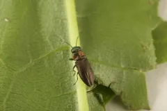 Anthaxia viridifrons thumbnail 2