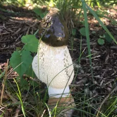 Skirted Stinkhorn thumbnail 3
