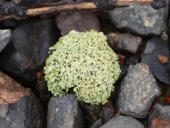 Olive Cladonia thumbnail 4