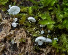 veined mossear thumbnail 2