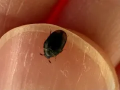 Cryptorhopalum apicale thumbnail 1