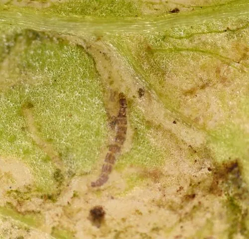 Limnophyes viribus