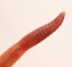 Gilt-tail thumbnail 4