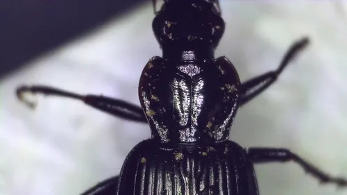 Platynus indecentis