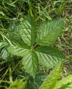 Wisconsin dewberry thumbnail 3