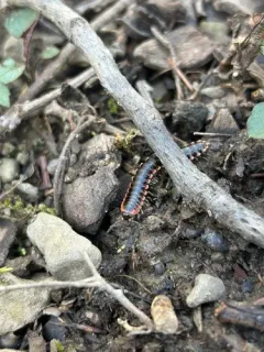 Fowler’s Twisted-Claw Millipede thumbnail 2
