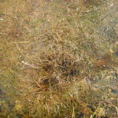 Sheathed Pondweed thumbnail 4